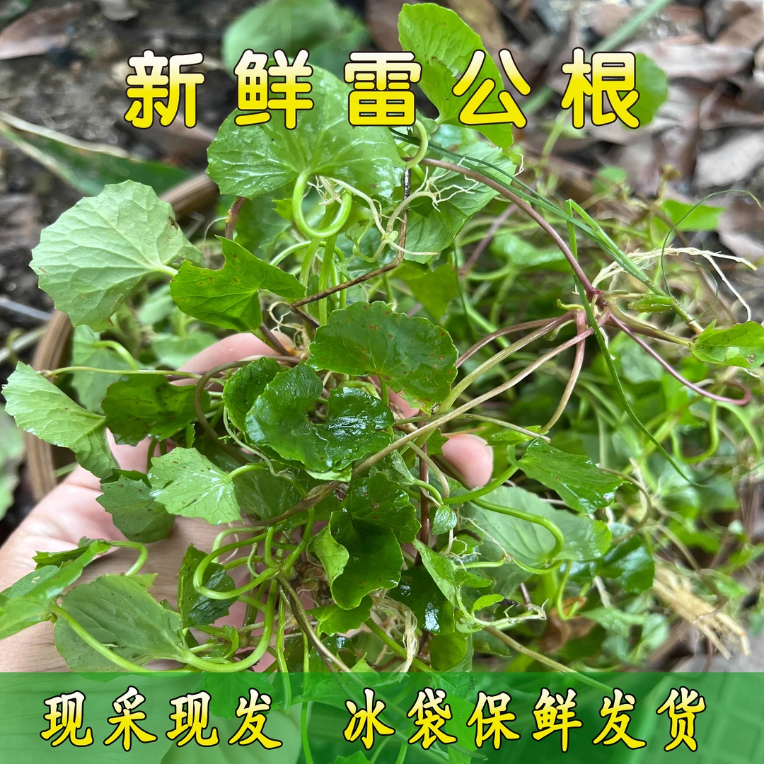 广东雷公根积雪草崩大碗马蹄菜新鲜现摘煲汤凉茶
