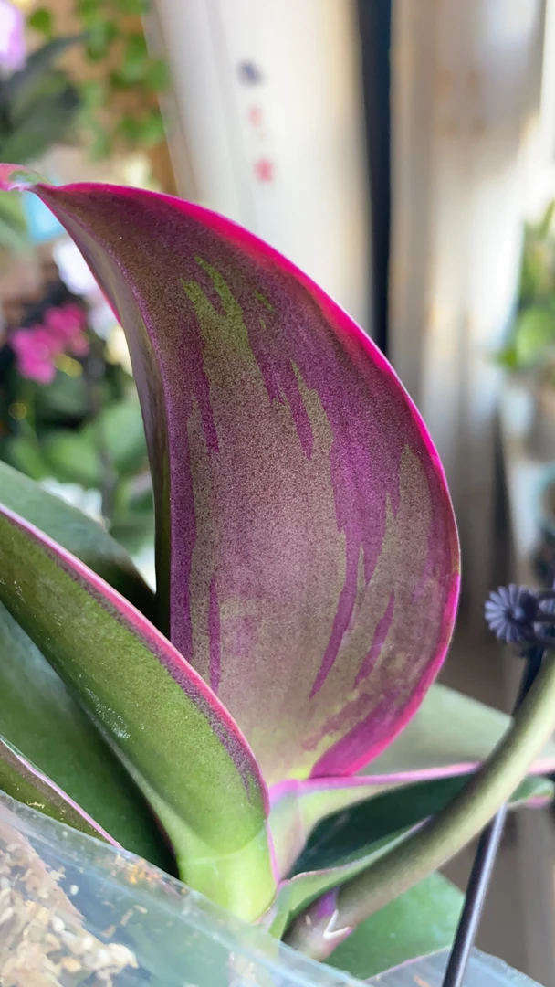 开花株 蝴蝶兰 一物一拍链接