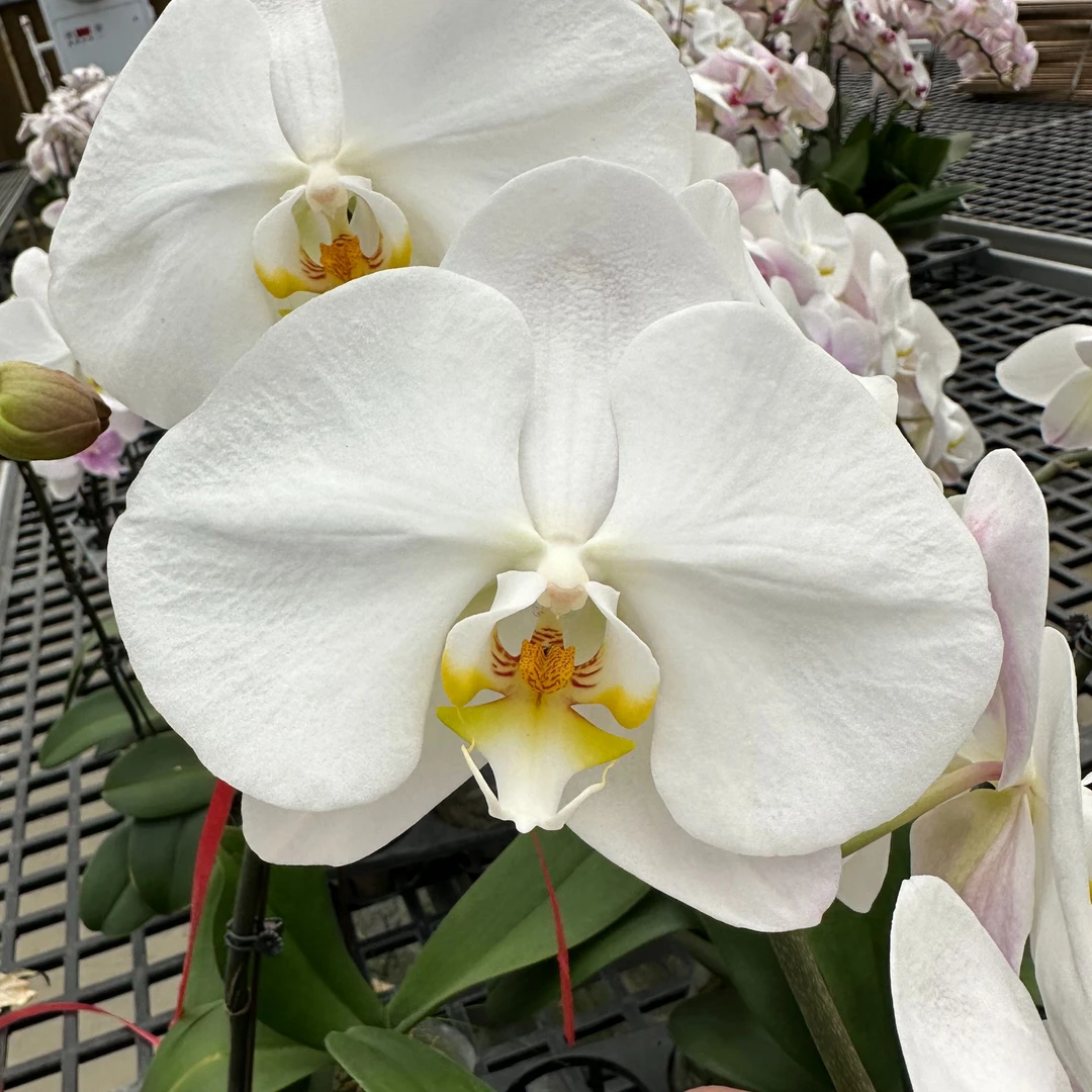 【V3大白】白色系蝴蝶兰 高端花卉3.0寸