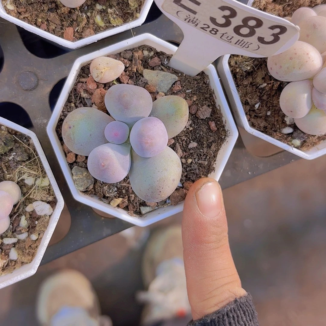 E383Mike奶一物一拍