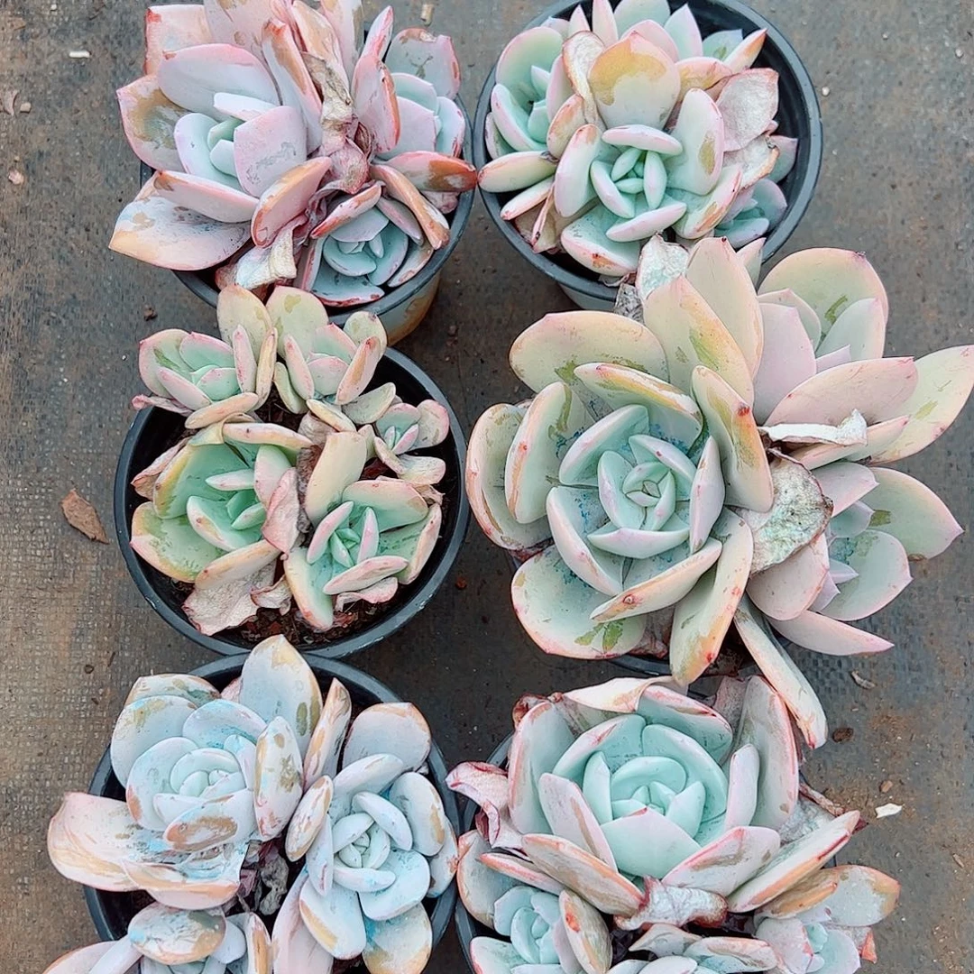 6颗一起，一物一拍