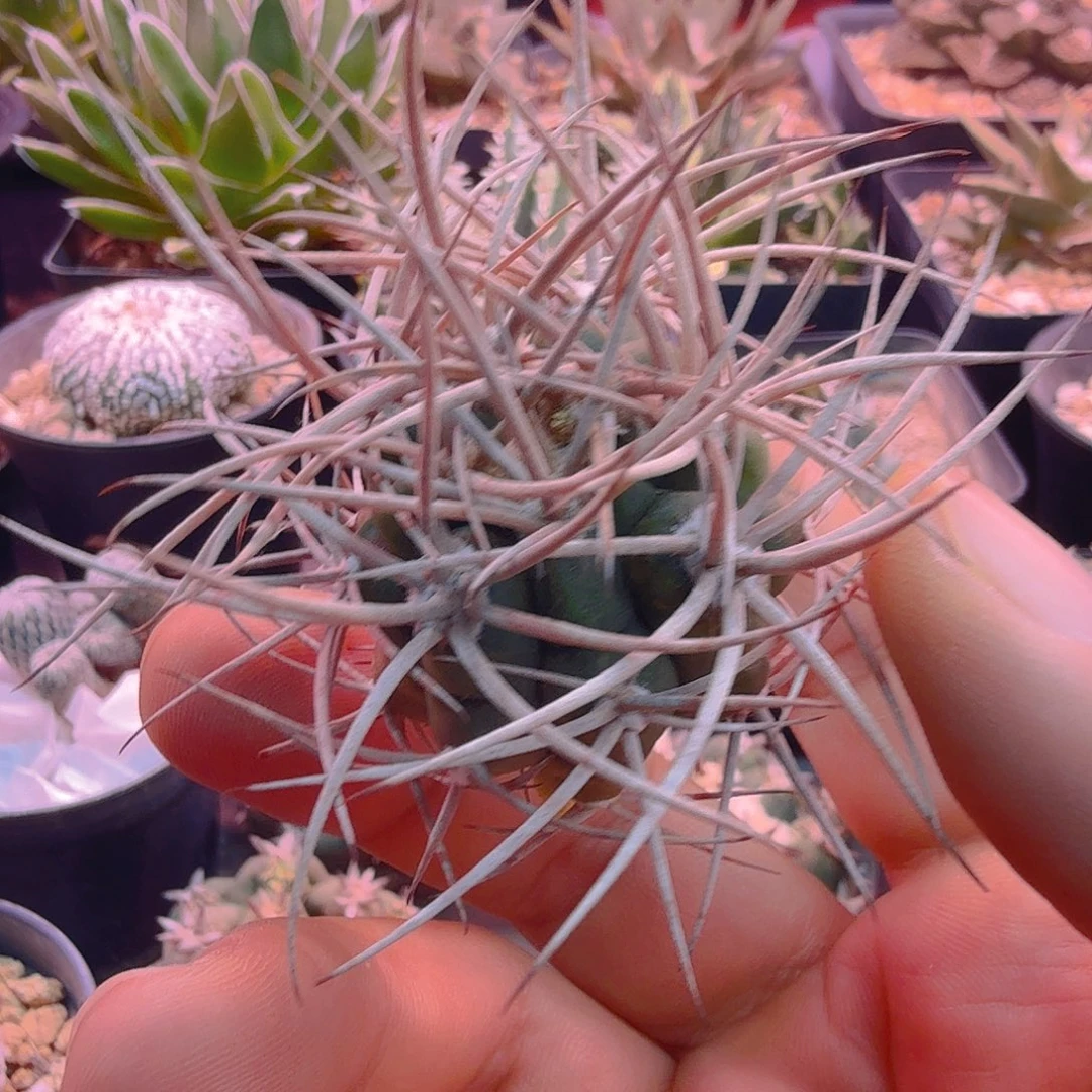 光琳❌碧岩多肉植物