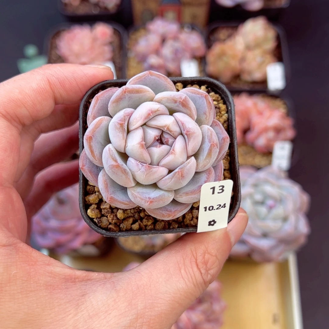 好好看13、哈哈哈哈哈