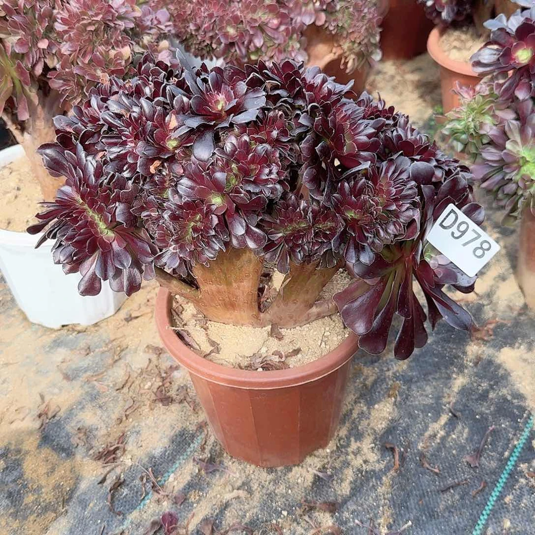 978欧紫一颗呀呀