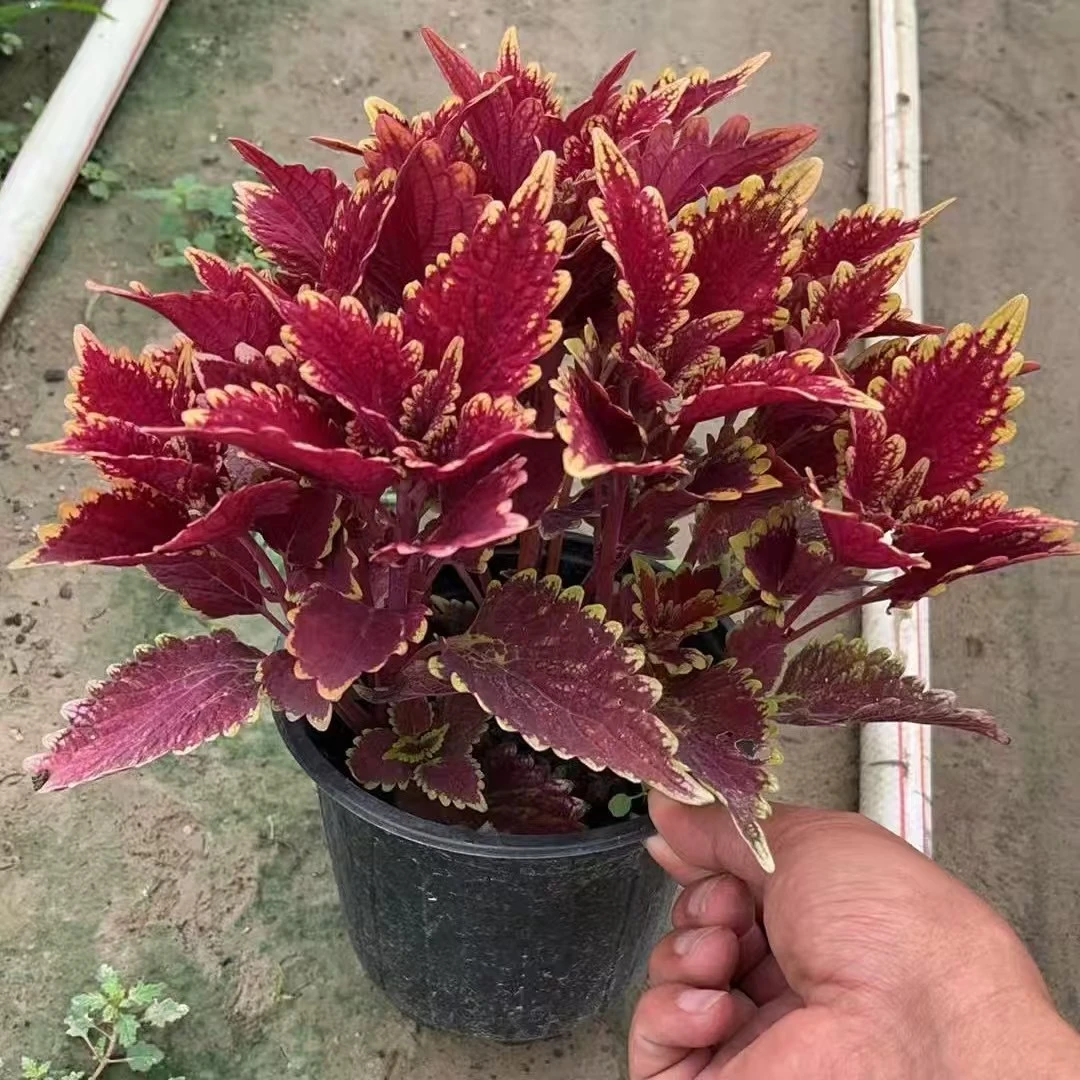 金边彩叶草【发货苗情是大盆育苗盆大棵苗子】盆栽草本植物