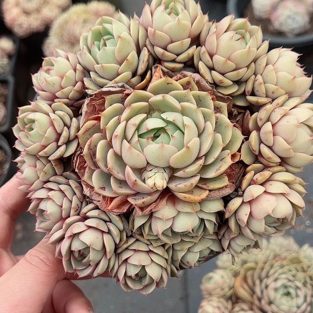 苯巴蒂斯手捧整桩