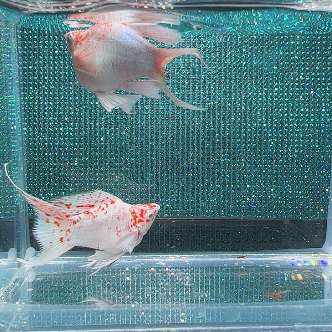 孔雀鱼樱花钻石眼