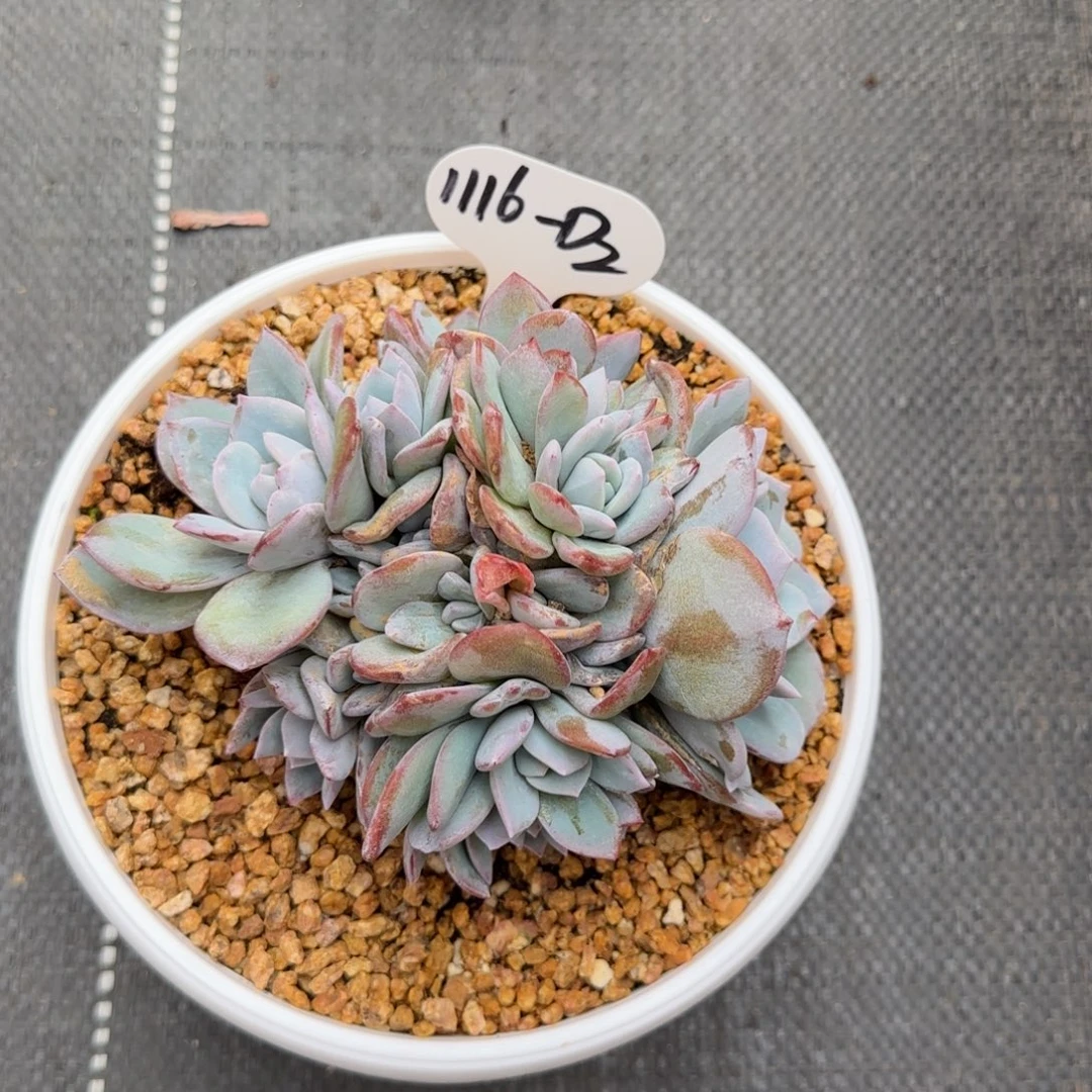 依***依D2啊阿啊阿啊阿啊