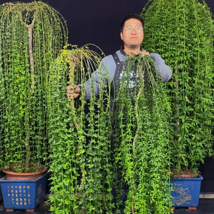 迎春花，两颗，包邮