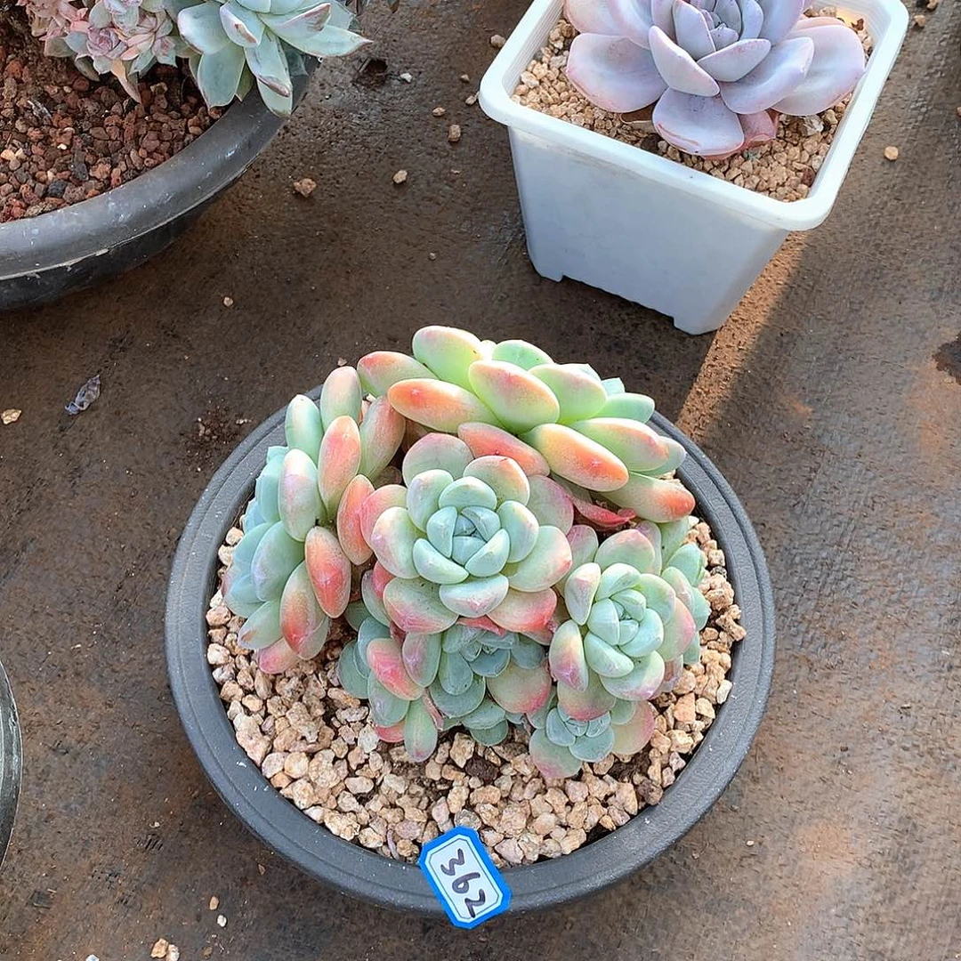 362冰玉一物一拍多肉