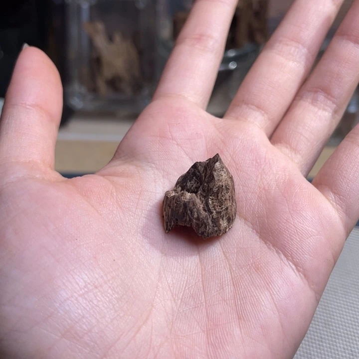 沉香海南大山淳化老树丁0.8克重福利