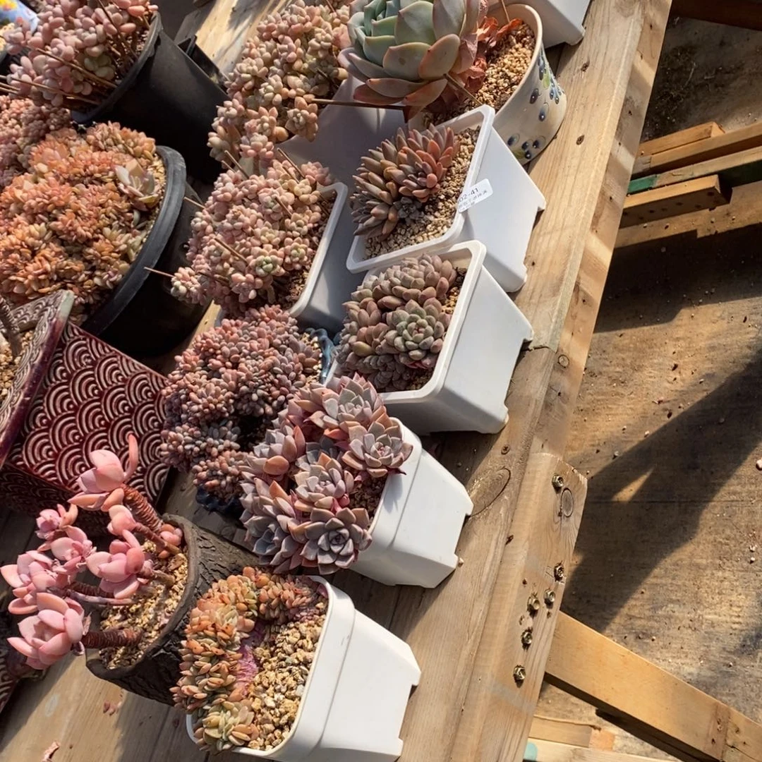 叶****41号多肉16个多肉 组合