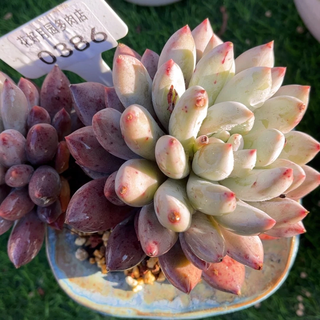 沐***淋0386 满30包邮，天冷地区必拍保温箱