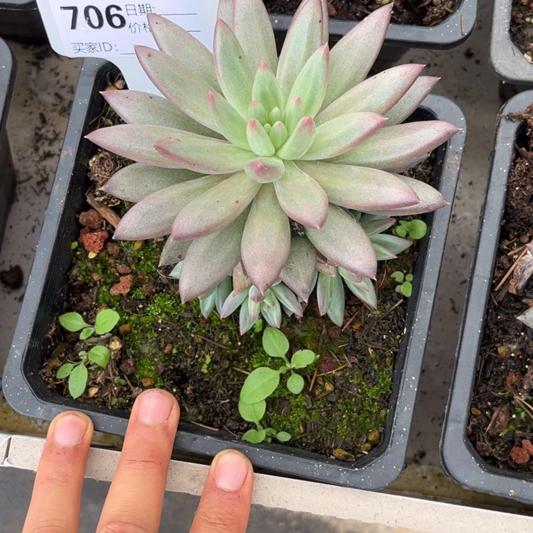 虞美人多肉植物706