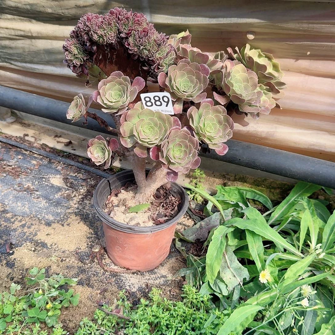 889欧紫朵朵一颗饿呀呀