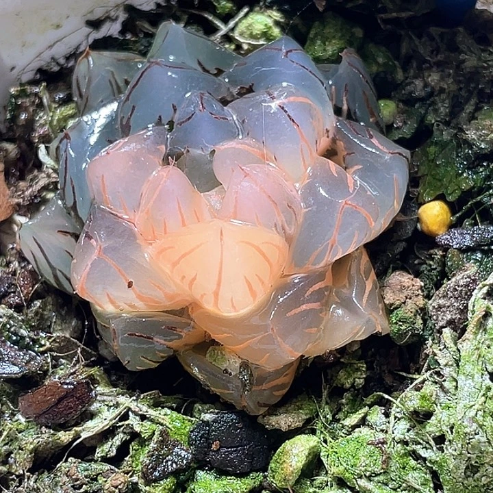 513水中月锦特选福利