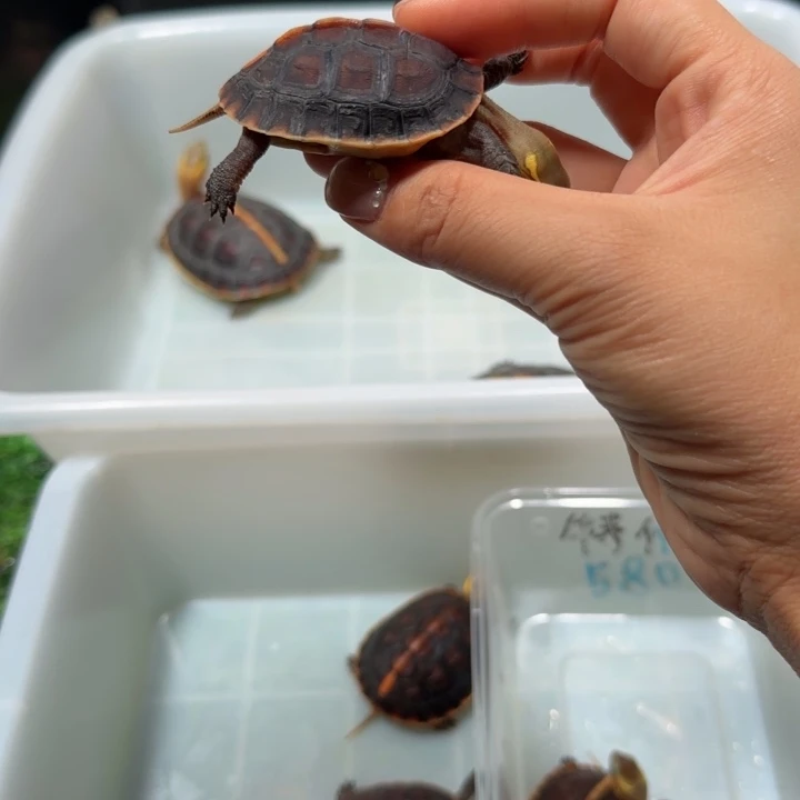 宠物龟公母搭配安缘苗