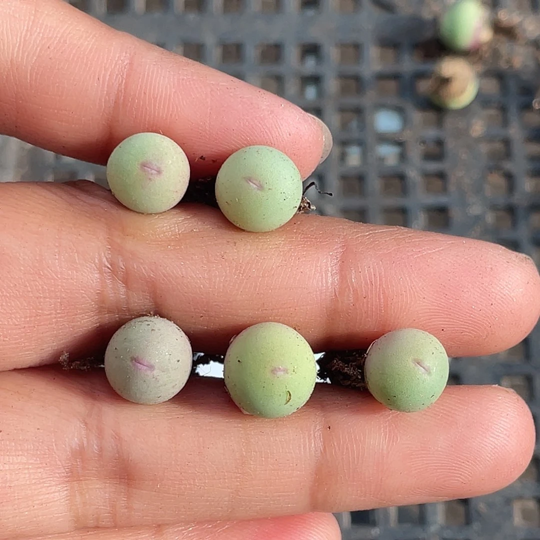 15-64红嘴鸽子蛋多肉植物