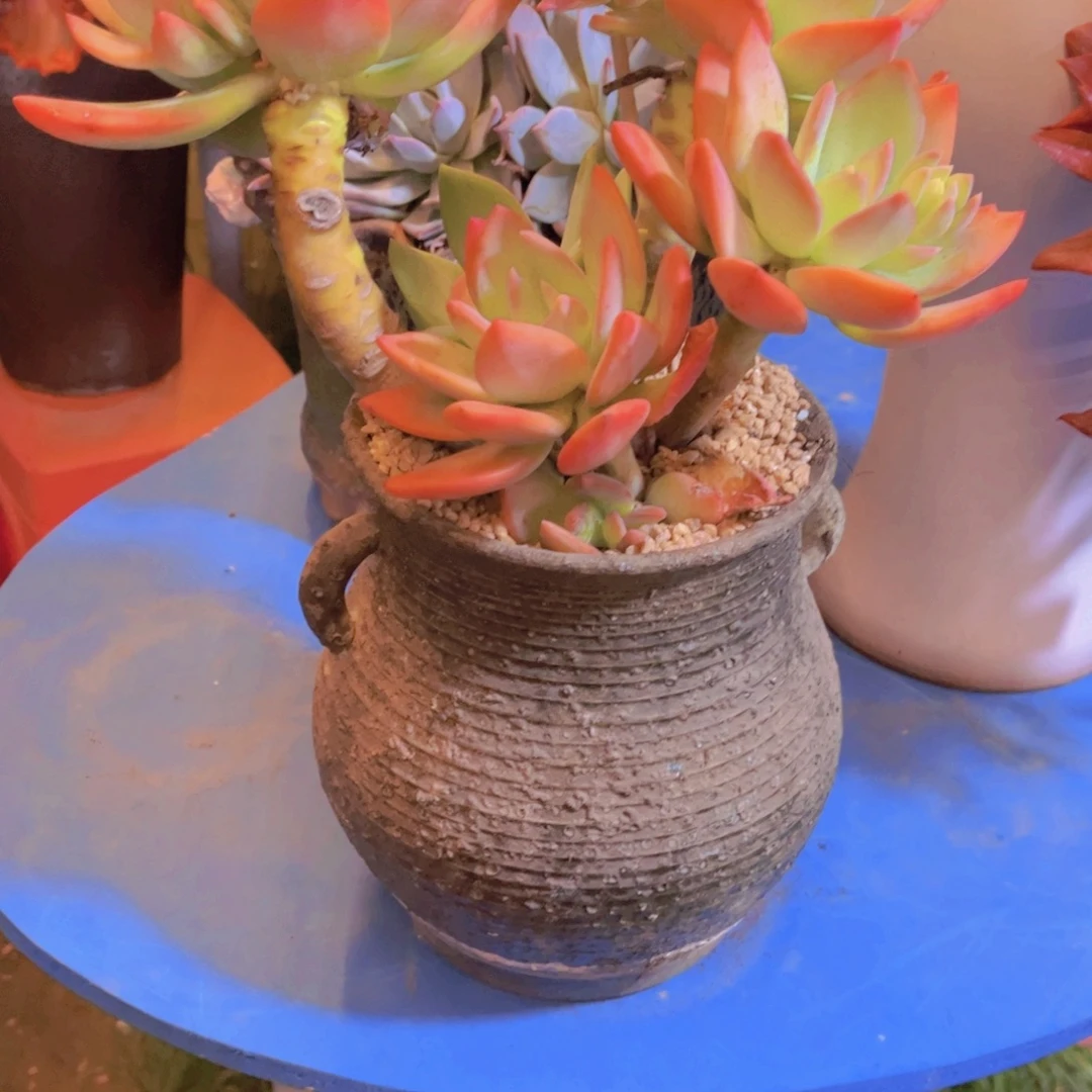 ღ***এ多肉植物保护研究所所长一