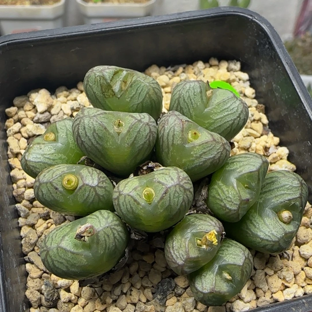 送奶工群12头多肉植物561