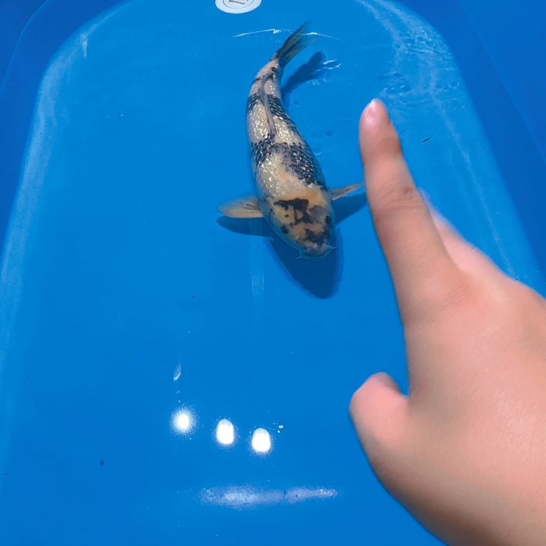 海水鱼白鞋专拍链接