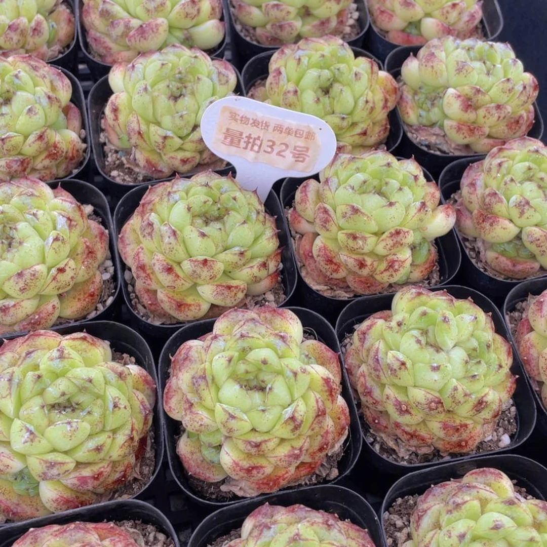 量拍32号 丸叶黑森林单头一个