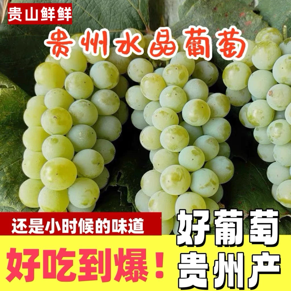 水晶葡萄正宗贵州新鲜香水葡萄甜葡萄整箱水果现摘农家葡萄