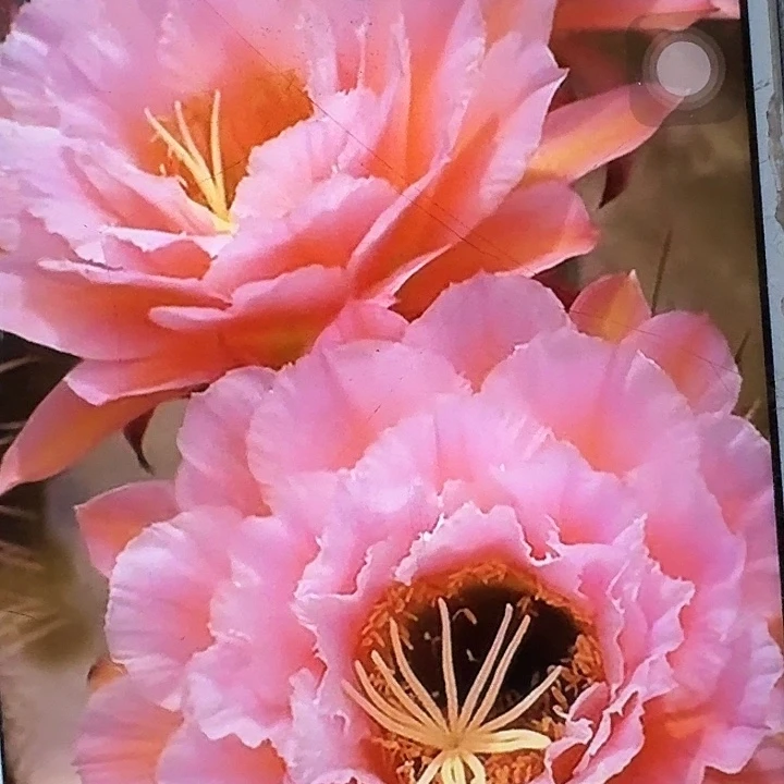 粉桃精灵根7公分高毛花柱