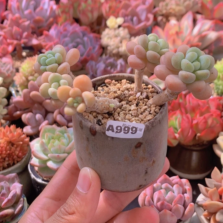 一物一拍含盆土满38包邮A999