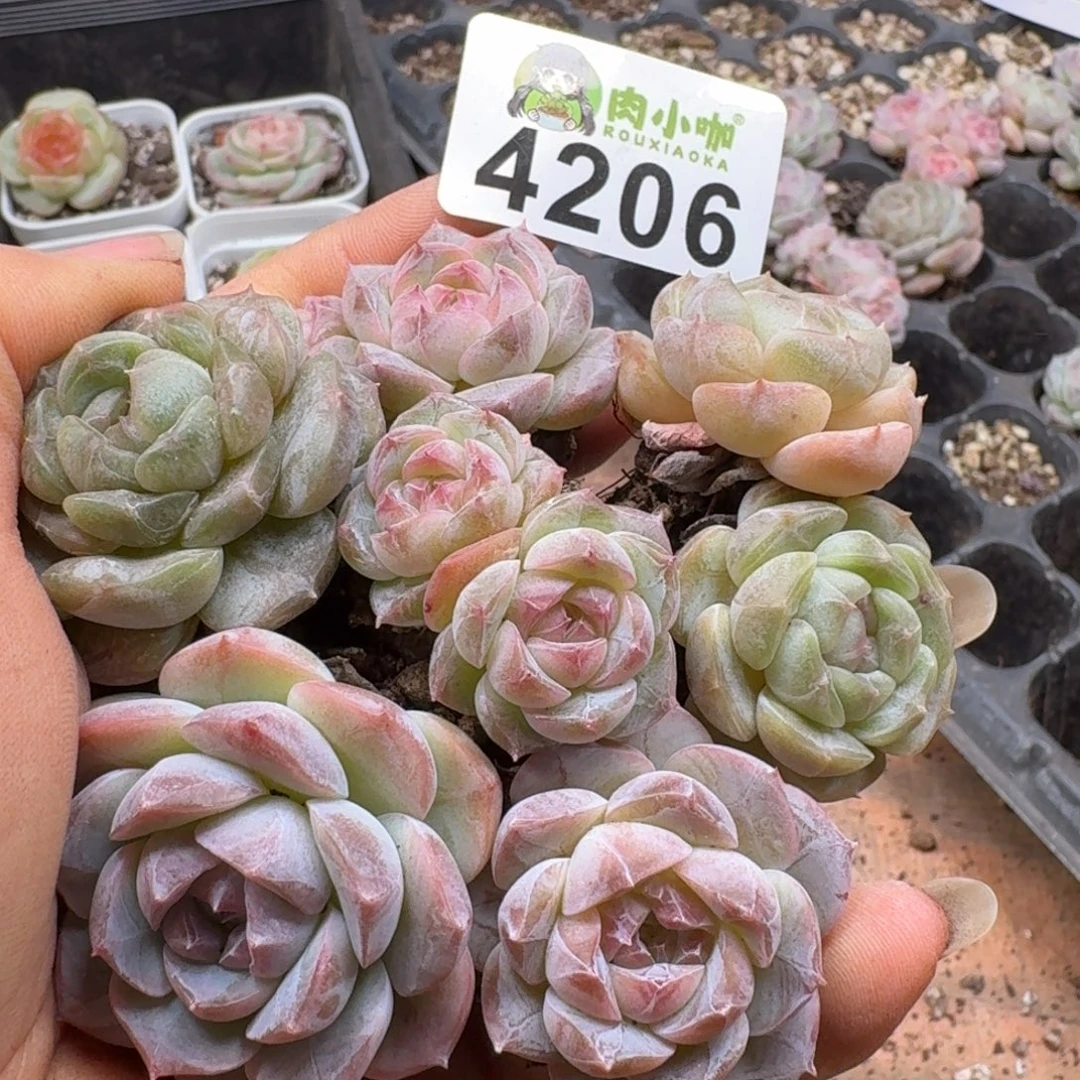 多肉植物多肉植物