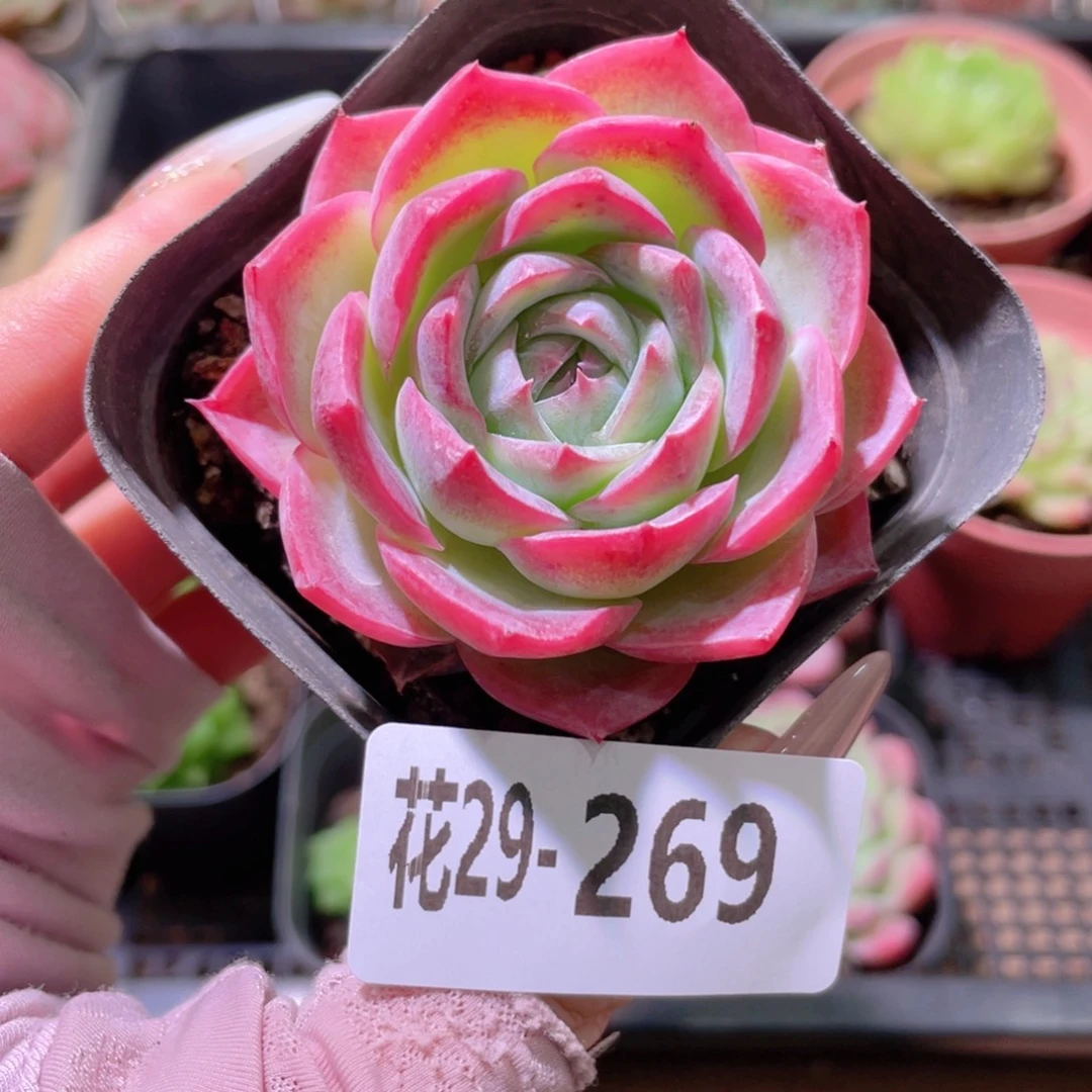 花利美29-269孤星