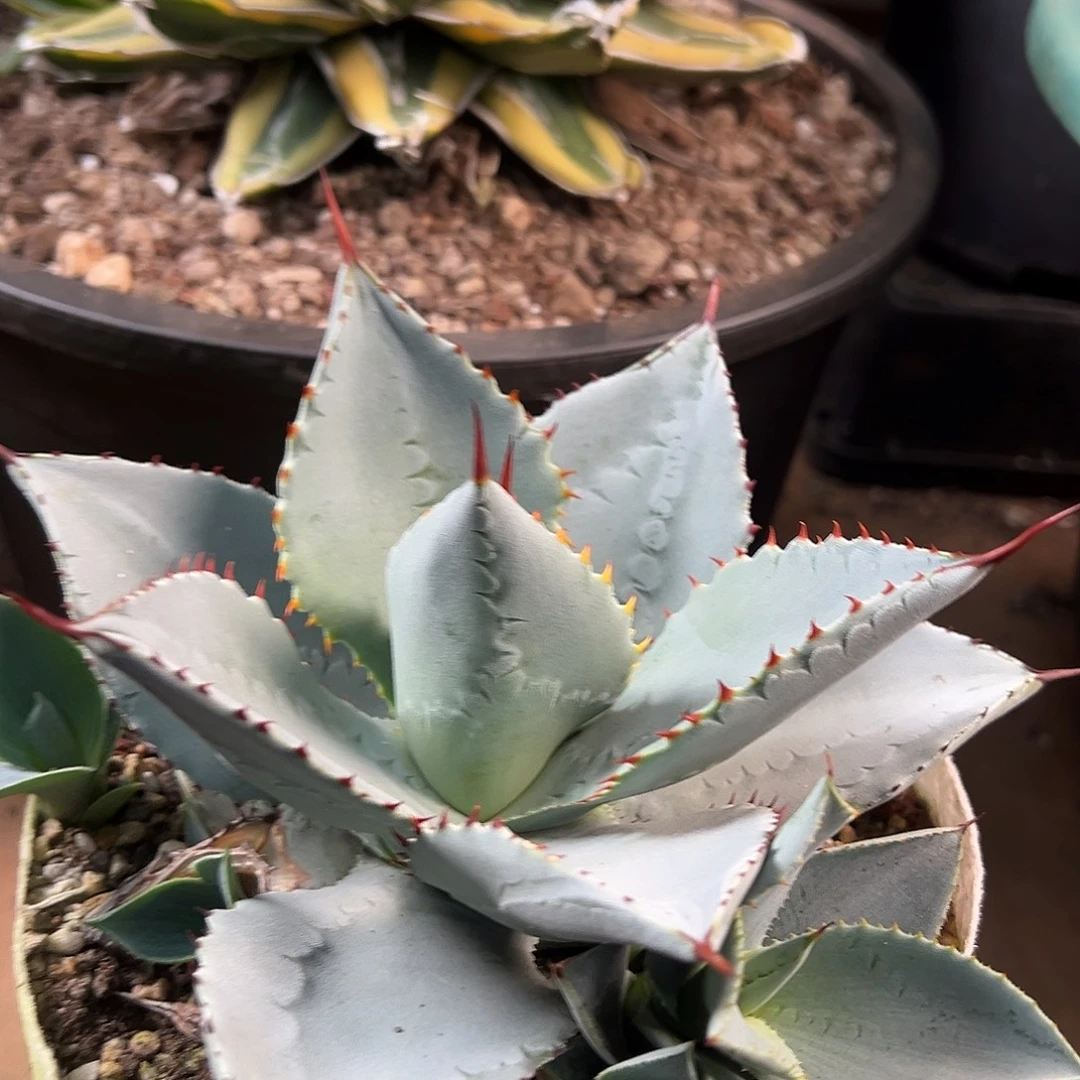 无花朵多肉植物龙趾龙舌兰