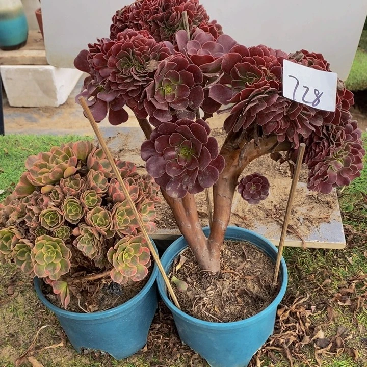 用***5完全开放728号欧紫➕女神多肉1颗