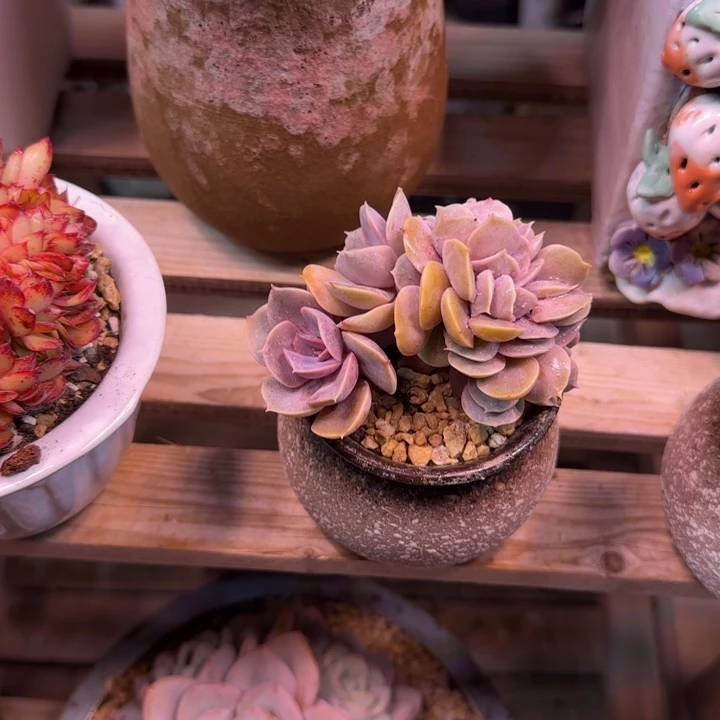 紫珍珠缀多肉植物gyazhilv