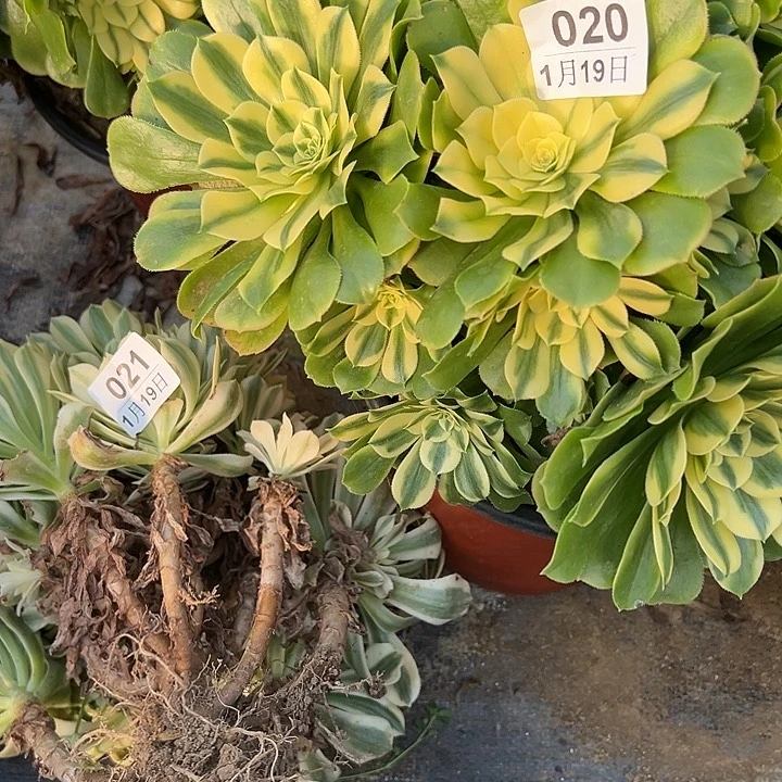 弄*儿1.19-20.21迈巴赫➕新尼亚多肉