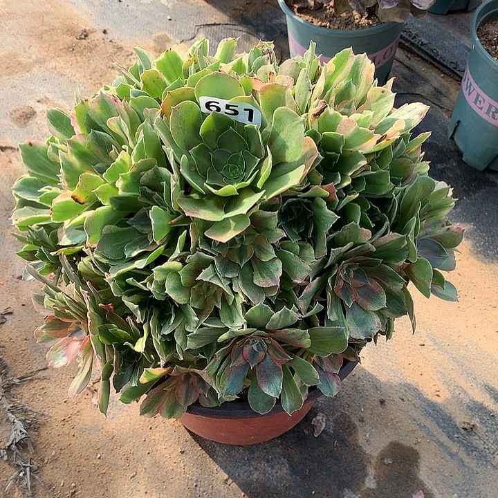 多肉植物光辉651号