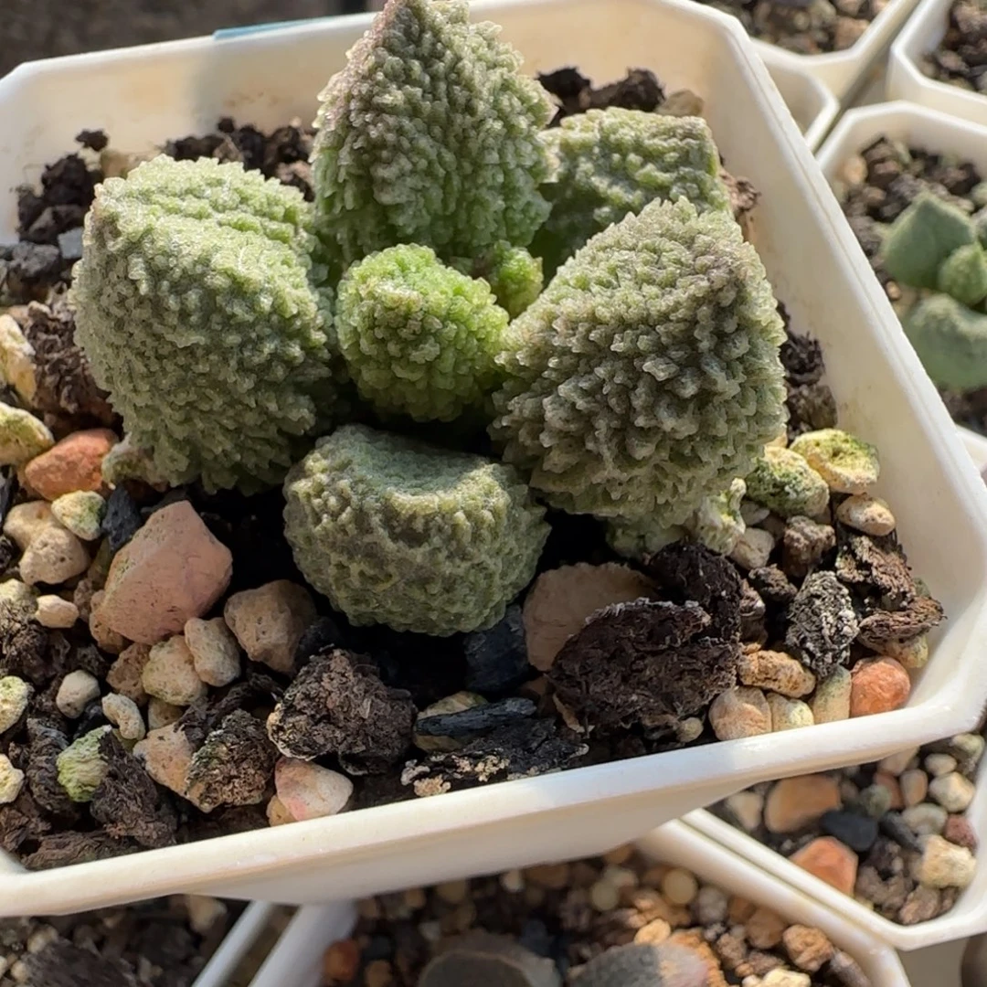 实生水泡，一物一拍