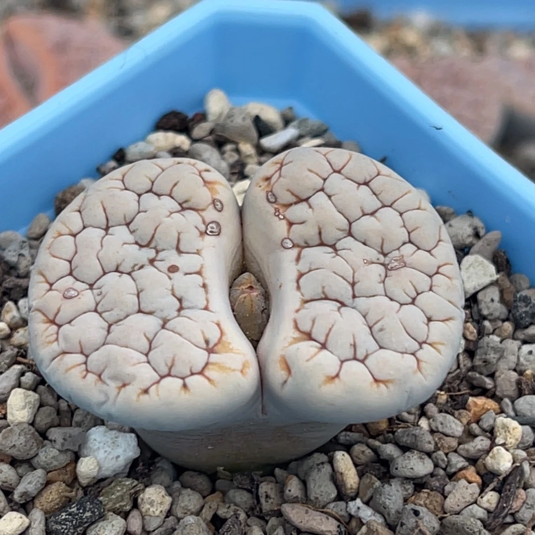 7742凹凸脑纹189一颗