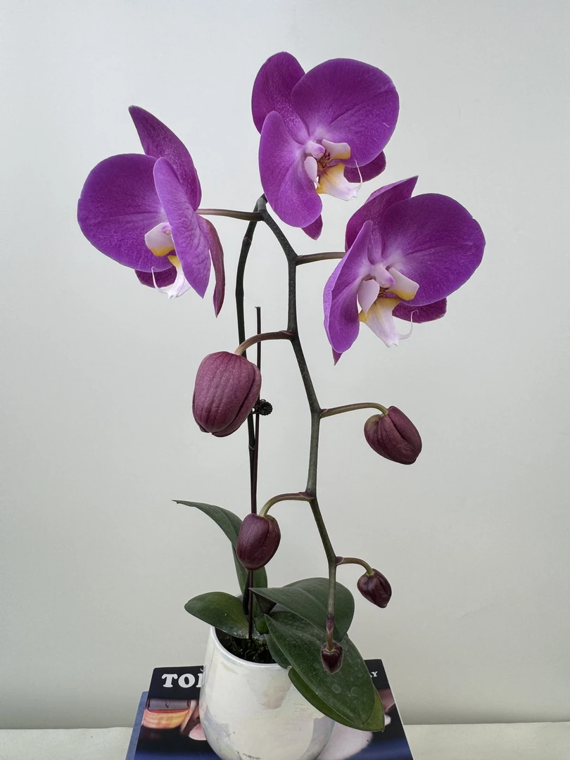 蝴蝶兰【青梅竹马】鲜花盆栽室内观赏花花佛山基地直发好养易活