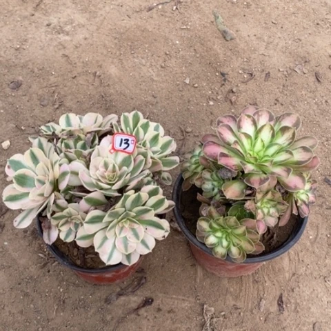 两颗颗法师一物一拍