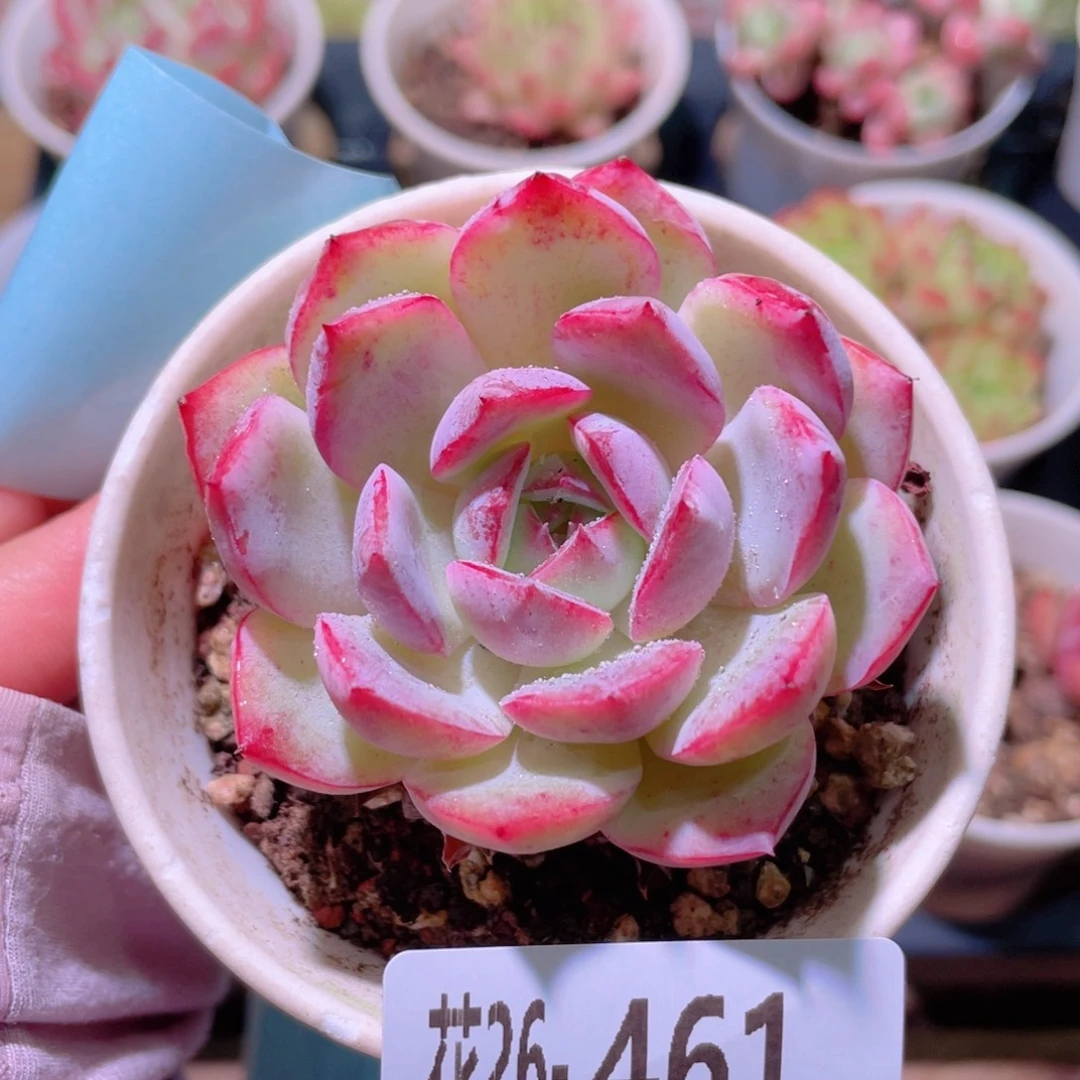 花利美26-461女王玫瑰