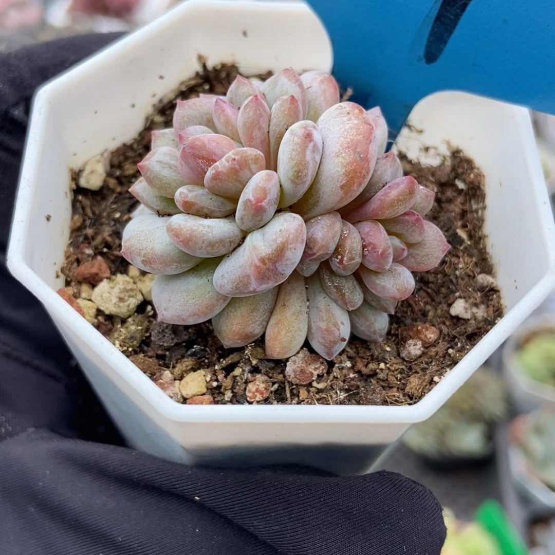 684玉芙蓉多肉植物多肉