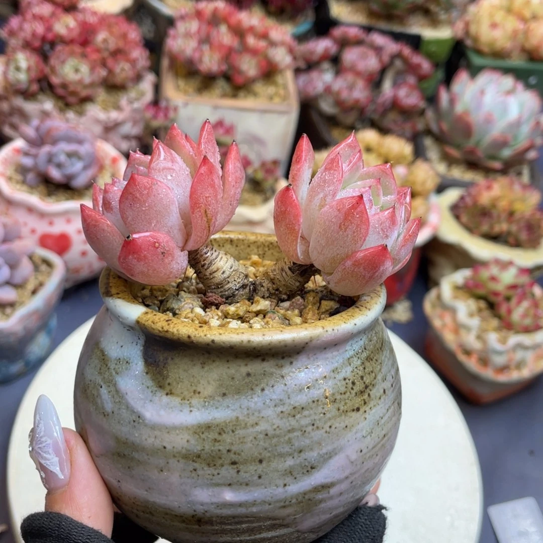 景天科属杂交带盆