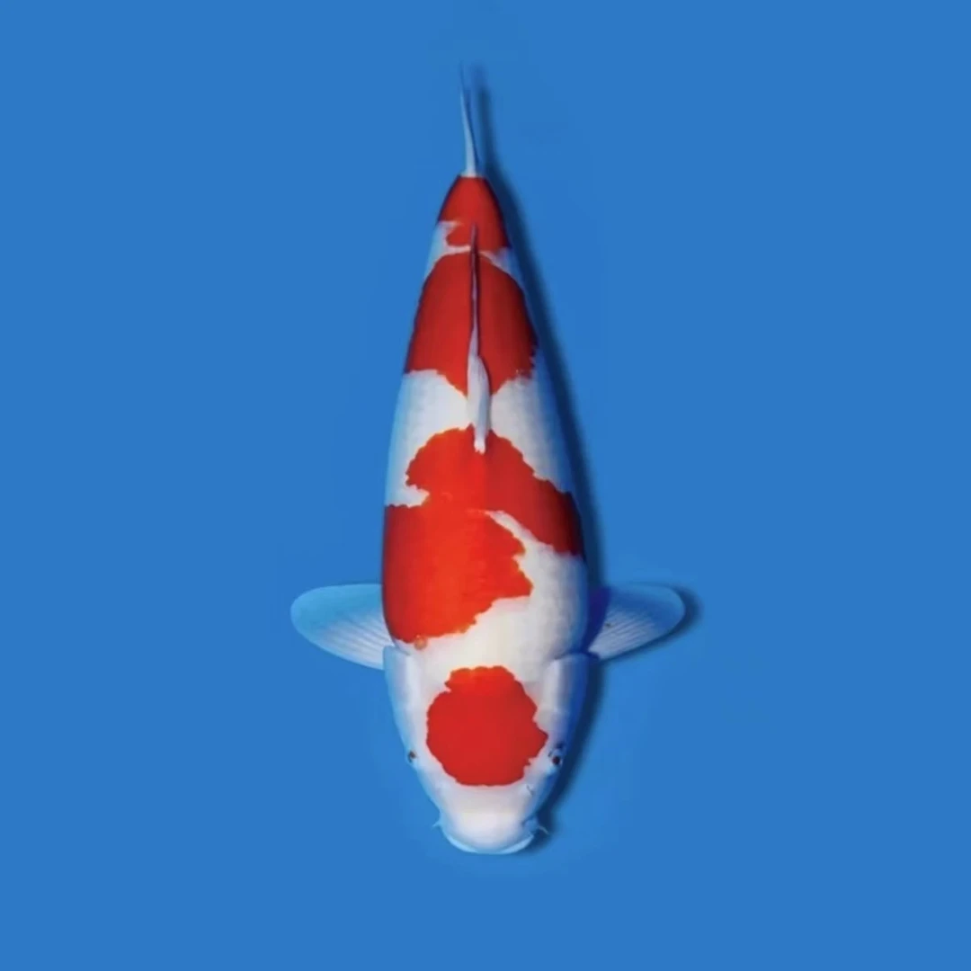 ③红白大正锦鲤精品鲤鱼纯种鱼池白三色招财三色黄金冷水观赏鱼