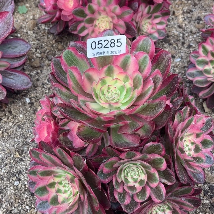 05285荔枝多肉植物