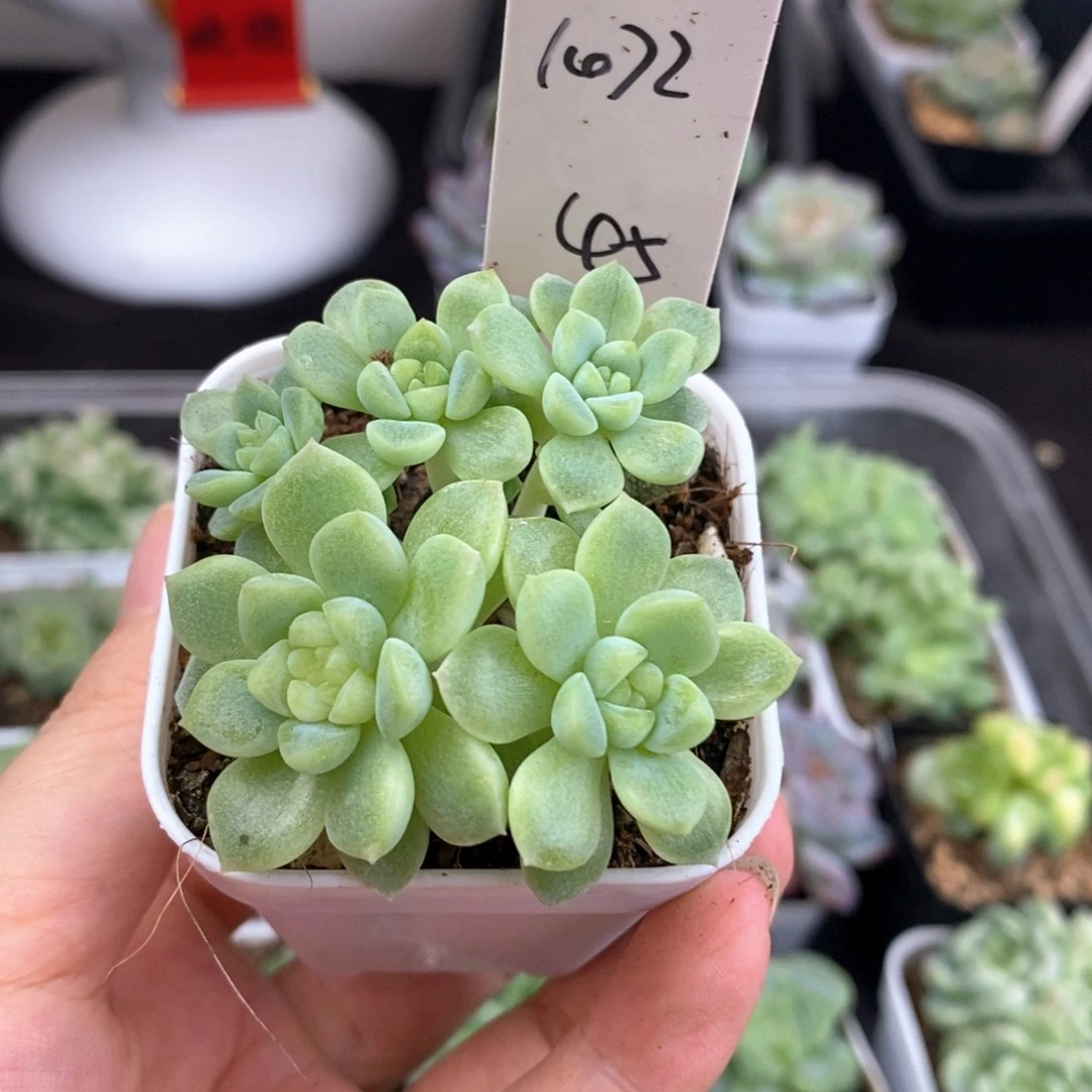 用户1472一颗泼天45块