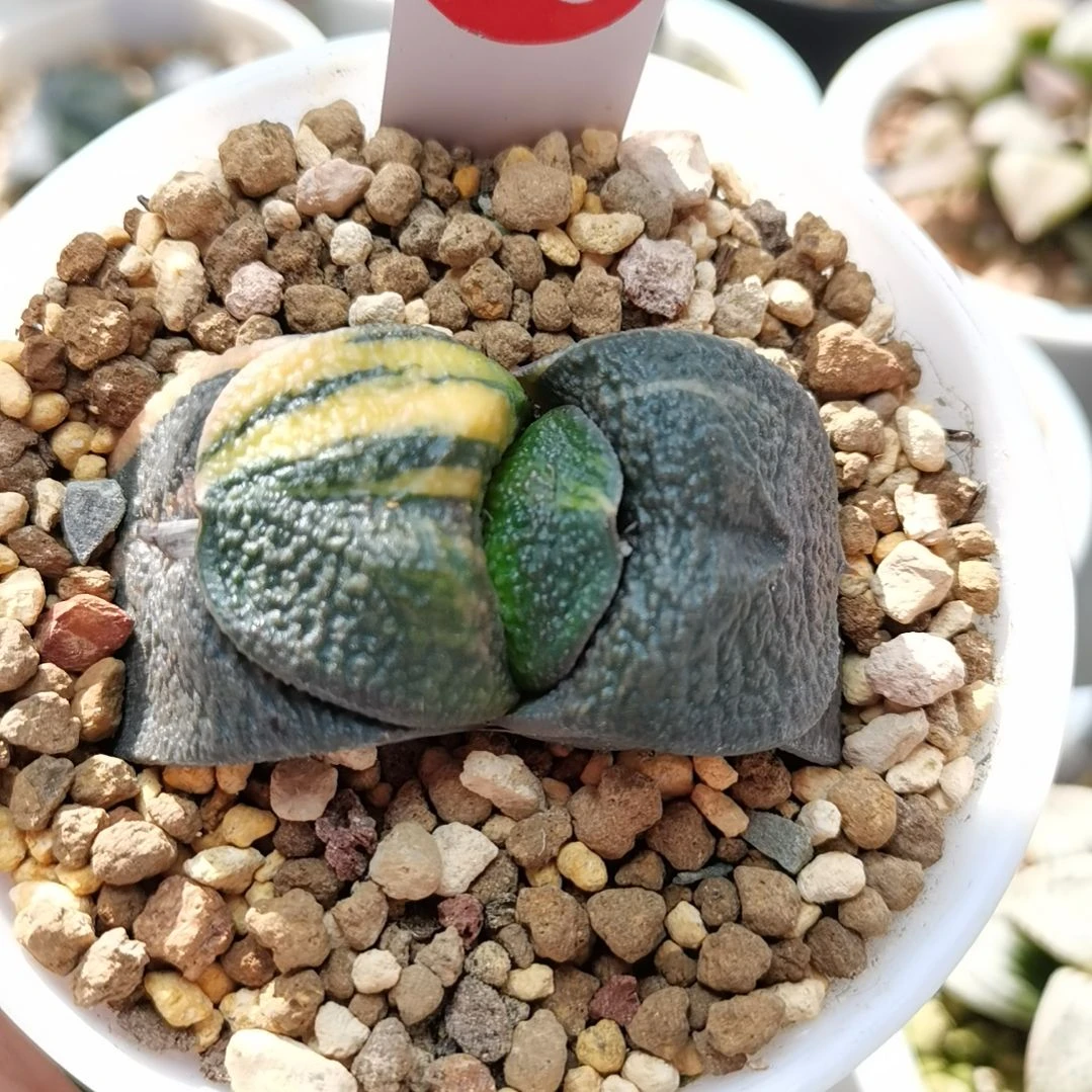 175号实生卧牛锦一物一拍带盆土发货