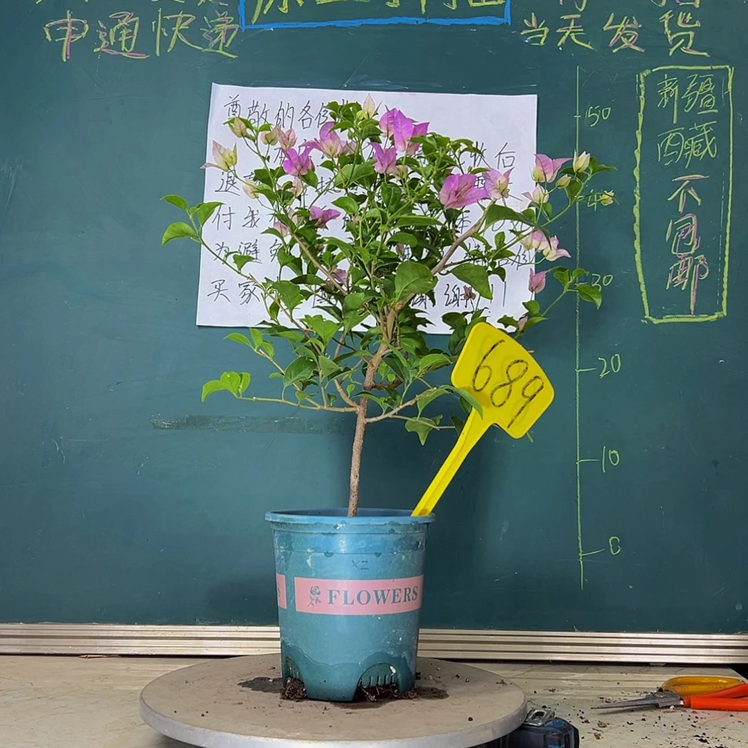 当前无花栽培后可以开花  雪紫  689