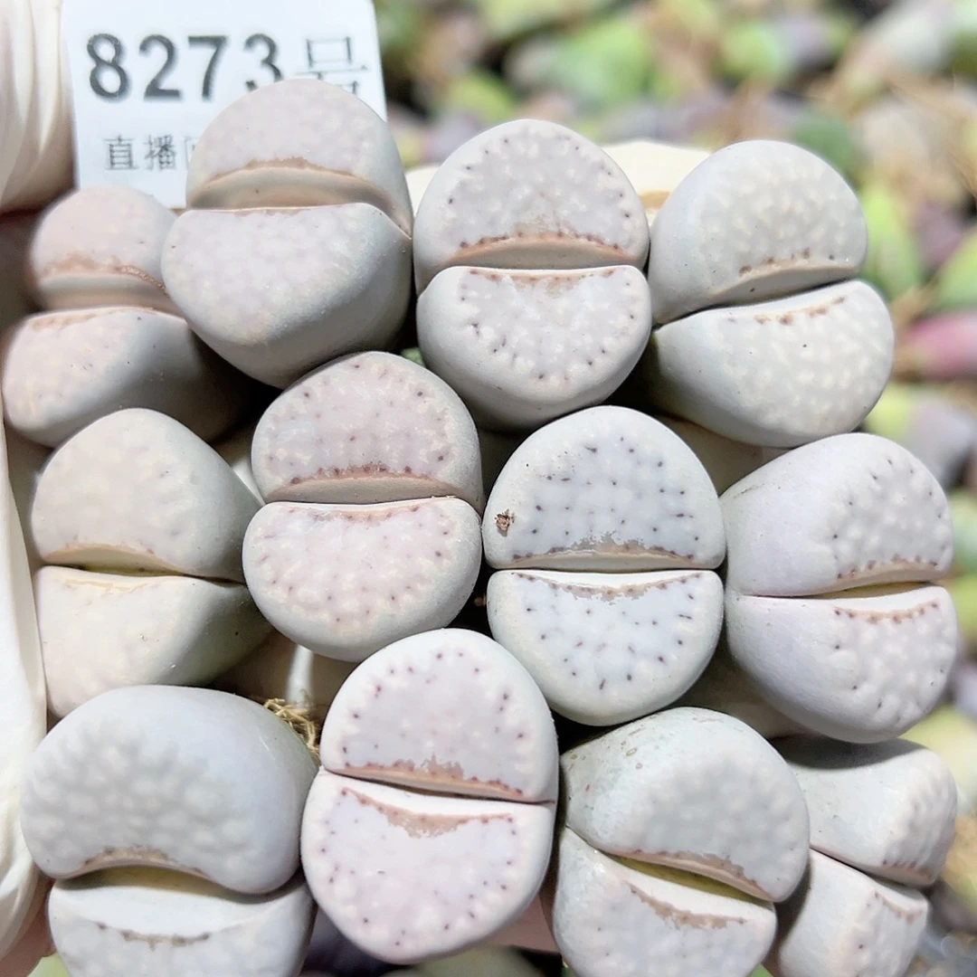 8273 好养易活生石花大母本12个2.5cm左右