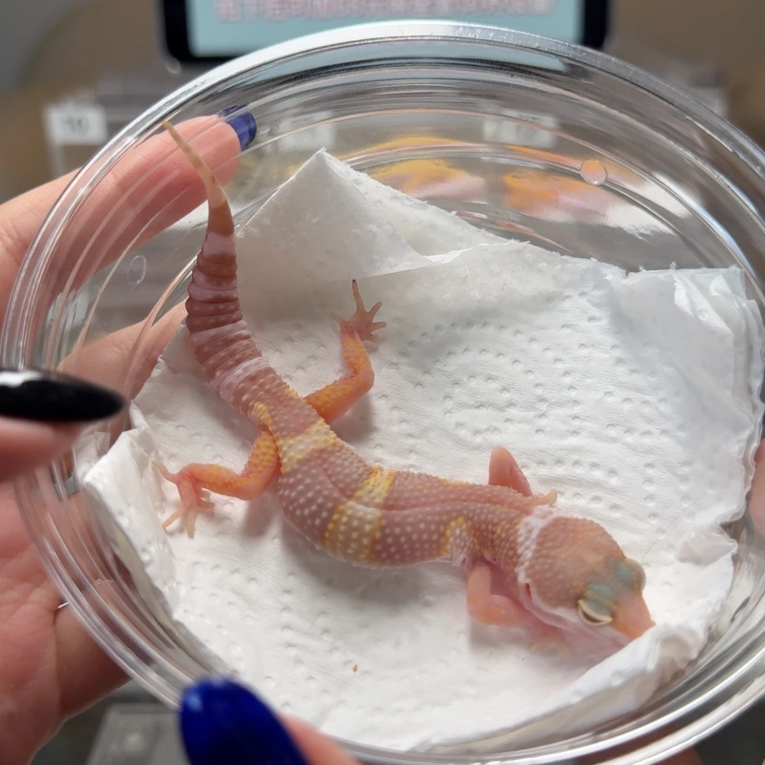 豹纹守宫雪花川普妹妹